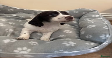 Cocker Spaniel dogs - Advert 4