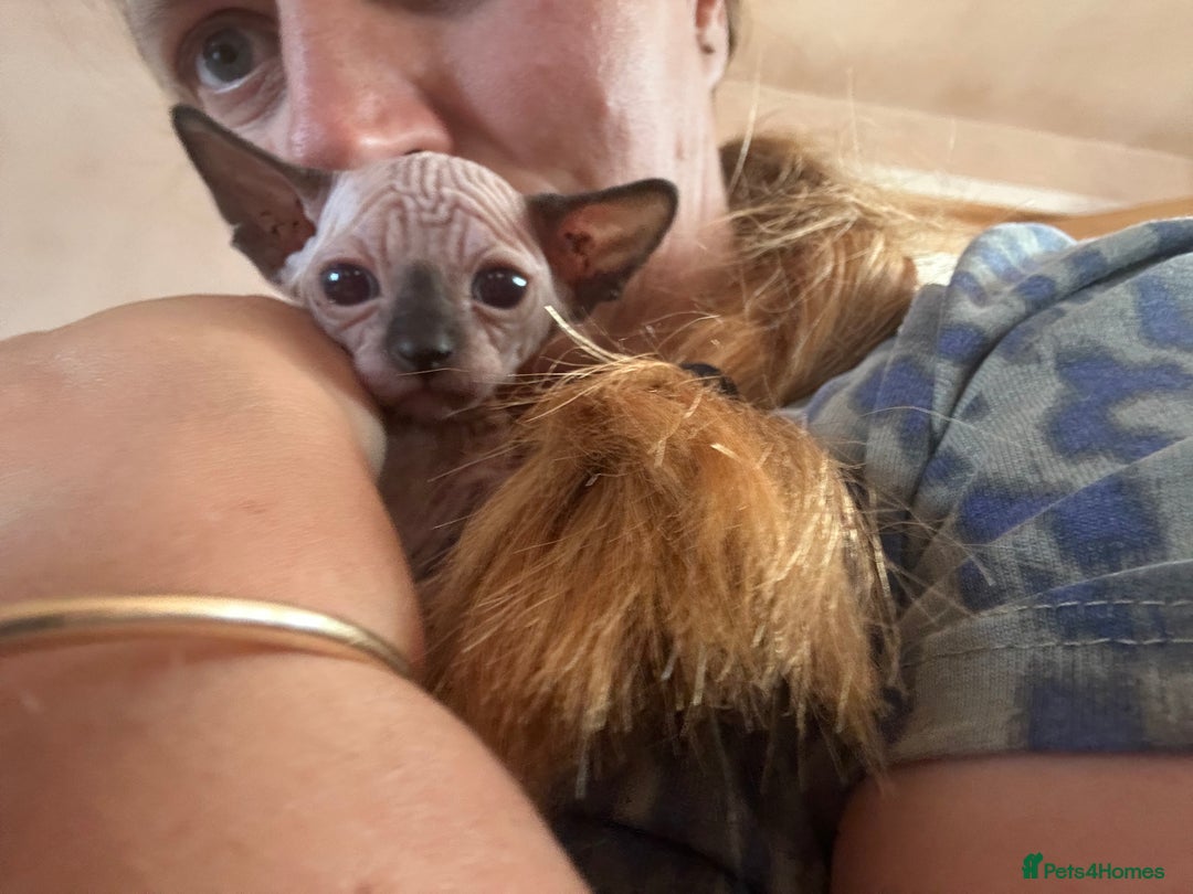 Sphynx cats for sale: Beautiful lot of Sphynx kittens from family pets - Image 19