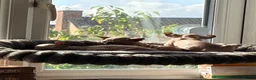 Sphynx cats for sale: Ready now Sphynx kittens - Advert 11
