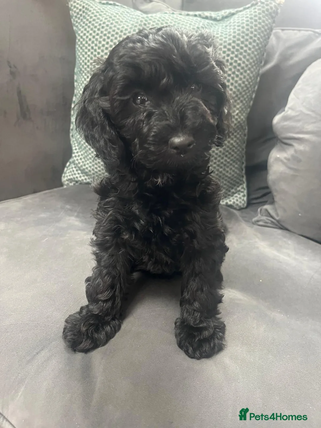 Cockapoo dogs for sale: Cockapoo in Auchterarder - Advert 7