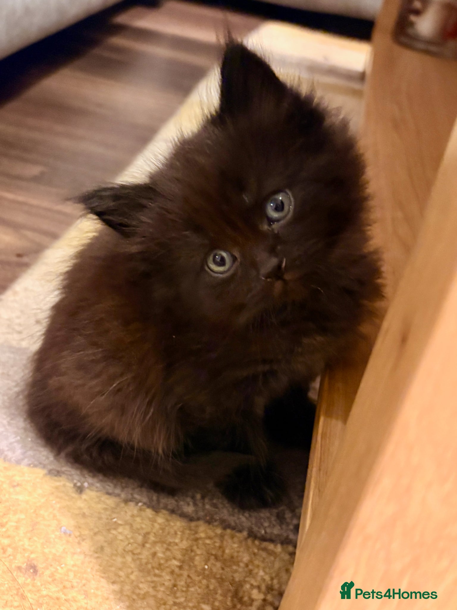 Mixed Breed cats for sale: Beautiful Kittens For Sale - Advert 2