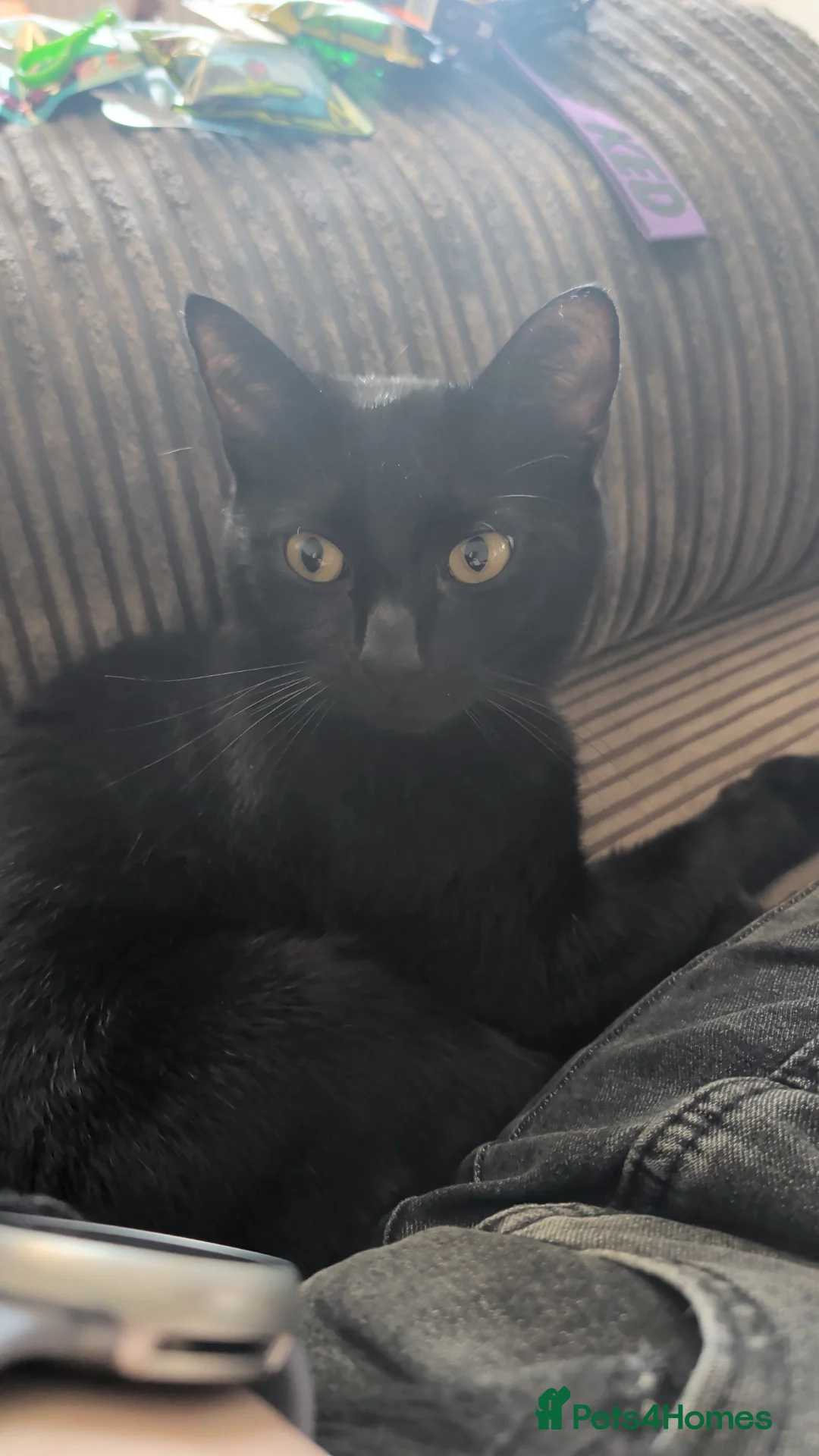 Mixed Breed cats for sale: Beautiful Black/Brown boy - Advert 5