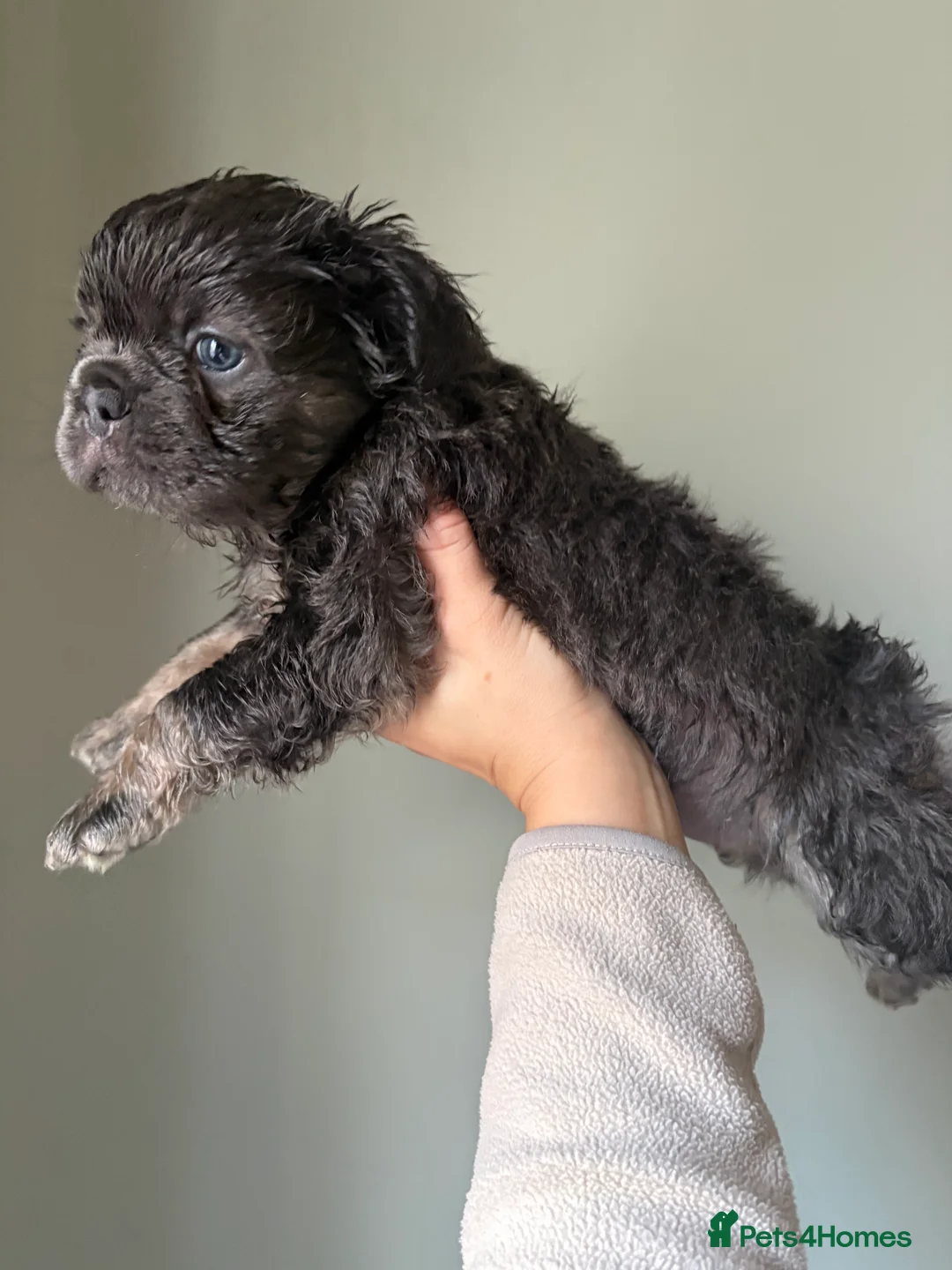 French Bulldog dogs for sale: Blue & Tan Fluffy French Bulldogs  - Advert 10