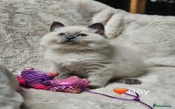 Ragdoll cats for stud: HANDSOME BOY-BLUE MITTED GCCF /TICA  AVALIABLE  - Advert 15