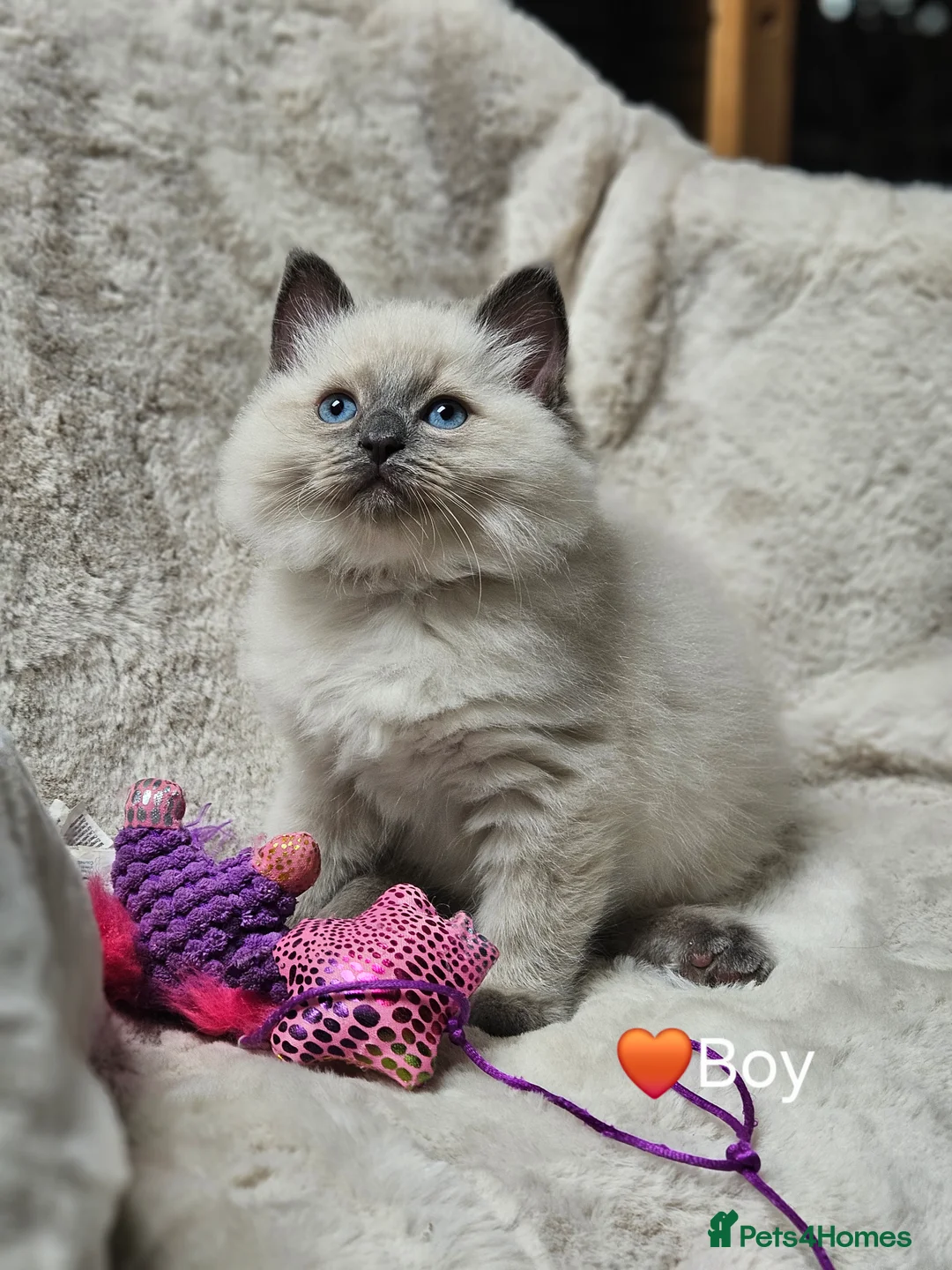 Ragdoll cats for stud: HANDSOME BOY-BLUE MITTED GCCF /TICA  AVALIABLE  - Advert 15