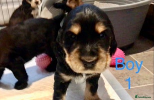 Cocker Spaniel dogs Kc show extensive health tests beautiful colours - Advert 1