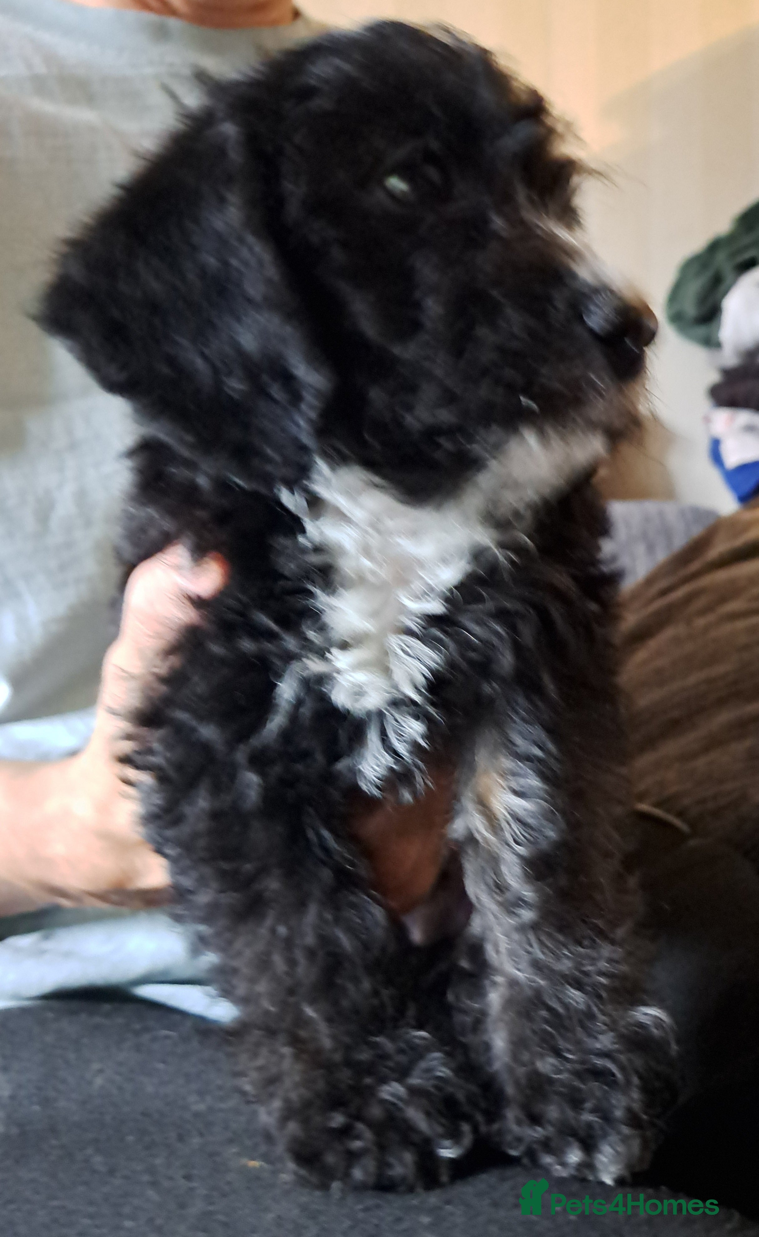 Mixed Breed dogs cockerpoo x jack russel pups  - Advert 2