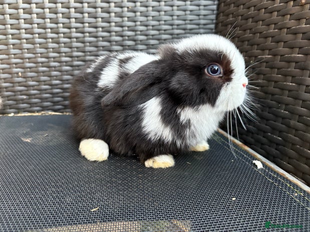 Mini Lop rabbits 2 beautiful baby mini lops - Advert 5
