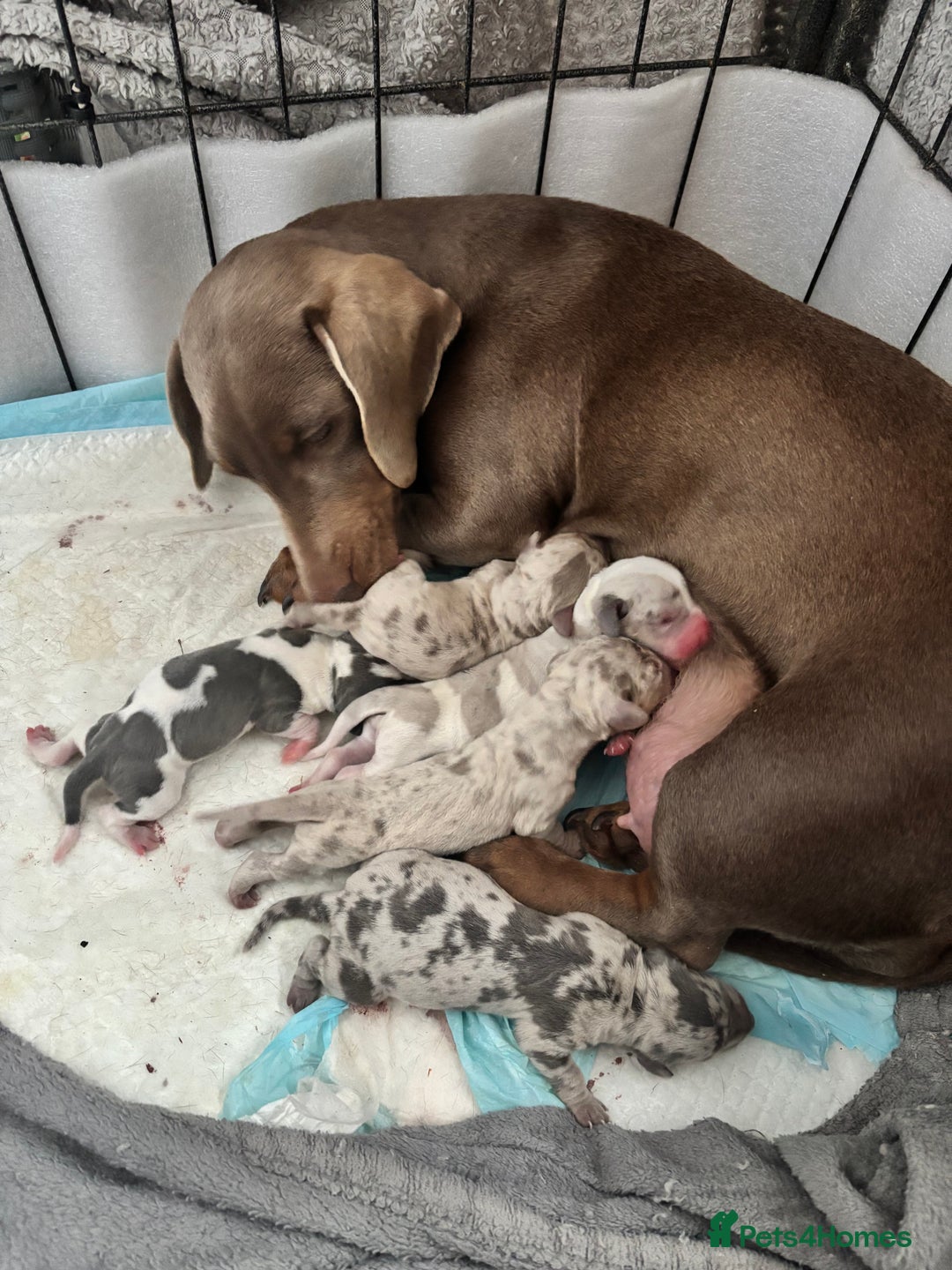 Dachshund dogs for sale: Miniature dashaund - Advert 1