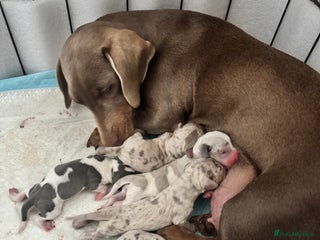 Dachshund dogs Miniature dashaund - Advert 1