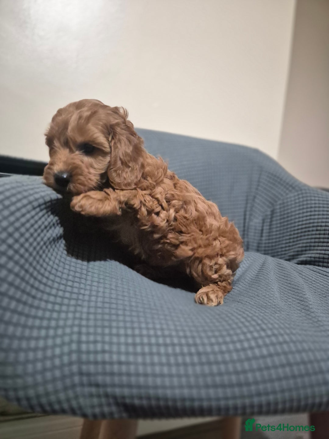 Cockapoo dogs for sale: Gorgeous Cockapoo For Sale  - Advert 13
