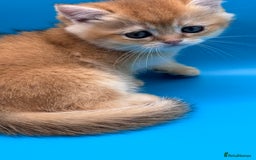 British Shorthair cats for sale: GCCF BSH BY12 GOLDEN CHOCOLATE KITTENS  - Image 6