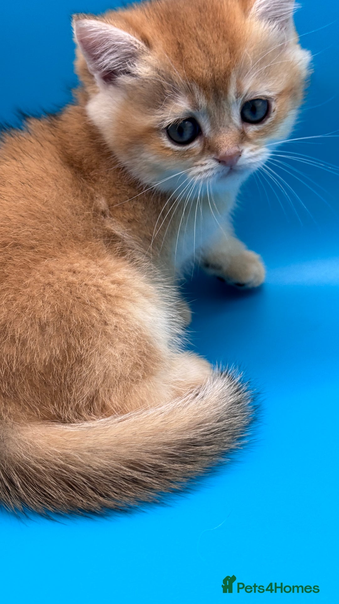 British Shorthair cats for sale: GCCF BSH BY12 GOLDEN CHOCOLATE KITTENS  - Image 6