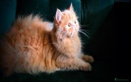Persian cats for sale: Beautiful and Rare Purebred Persian Kittens - Image 28
