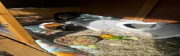 Guinea Pig rodents for sale: Guinea pigs with enclosure - Advert 2
