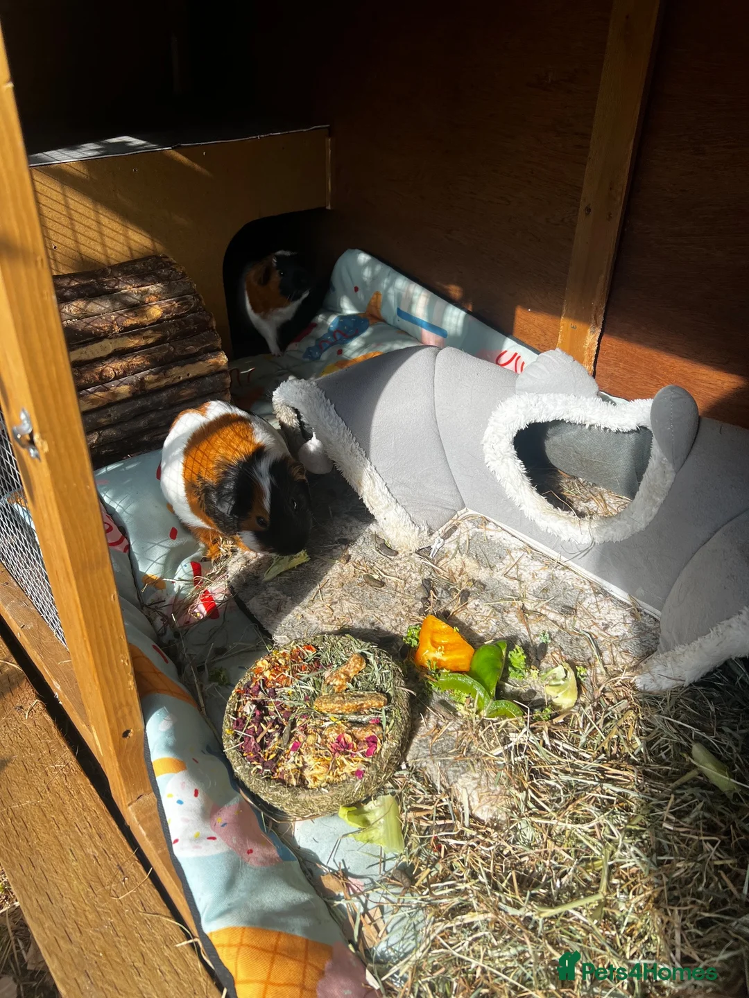 Guinea Pig rodents for sale: Guinea pigs with enclosure - Advert 2