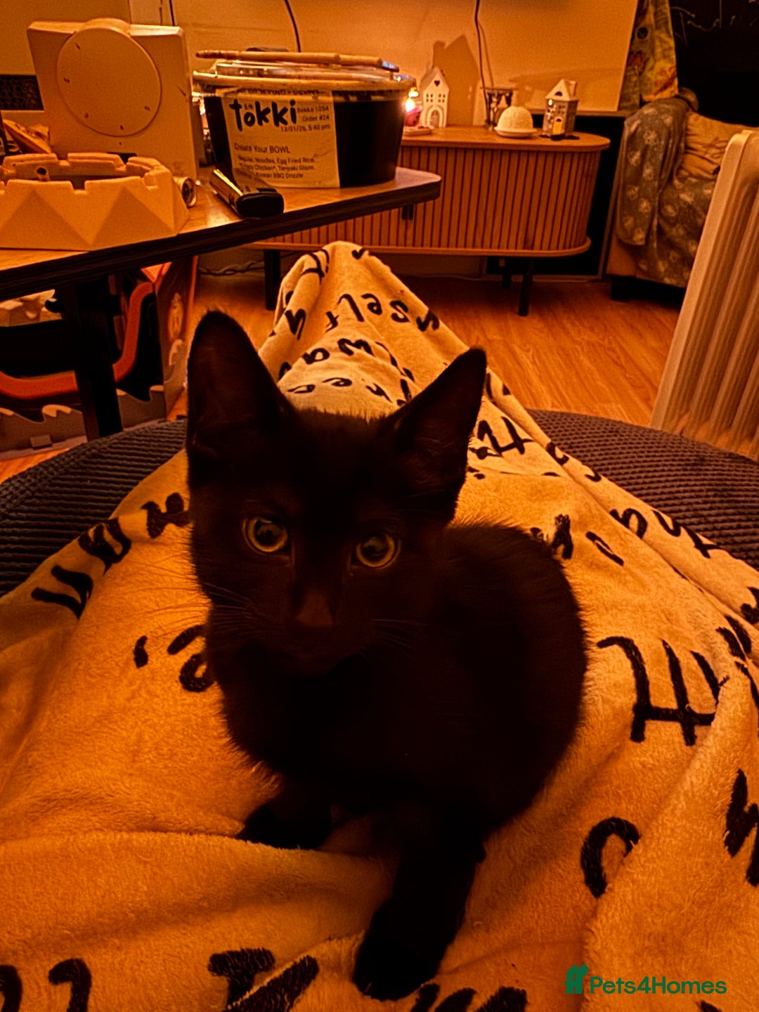 Mixed Breed cats for sale: Melanistic bengals/siamese’s (bengalese) - Advert 21