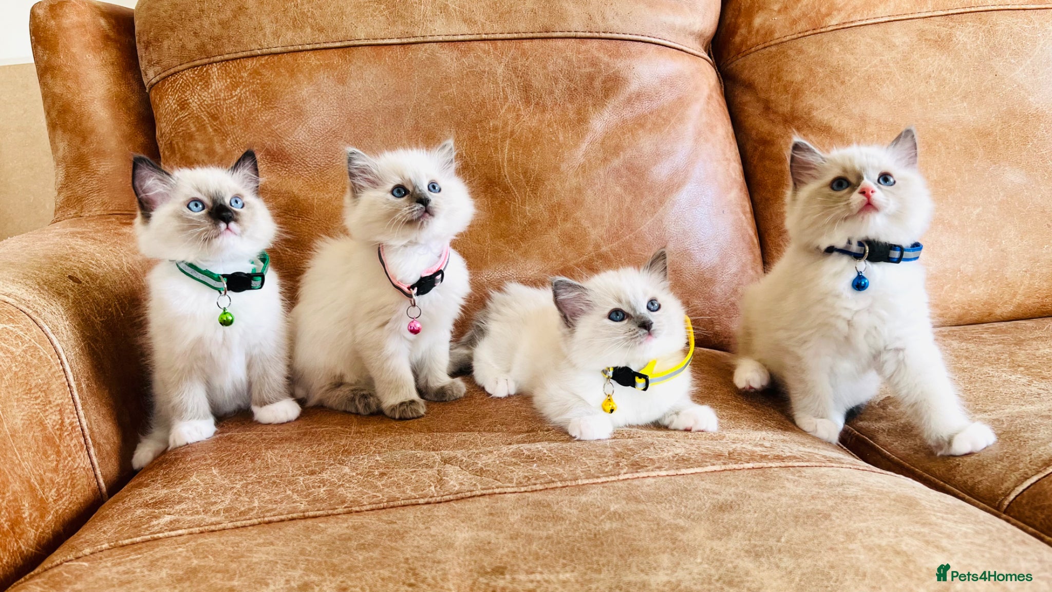 Ragdoll cats Pure Ragdoll GCCF kittens  - Advert 4