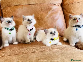 Ragdoll cats Pure Ragdoll GCCF kittens - Advert 4