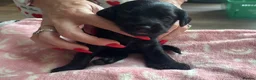 Labradoodle dogs for sale: Adorable miniature Labradoodle puppies  - Advert 24