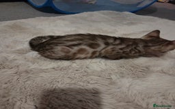Bengal cats for sale:  1 stunning male bengal kitten (reduced price) - Image 27