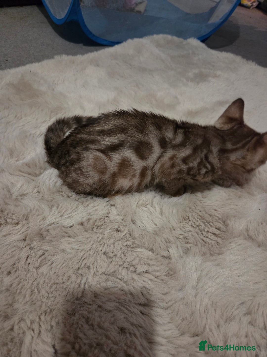 Bengal cats for sale:  1 stunning male bengal kitten (reduced price) - Image 27