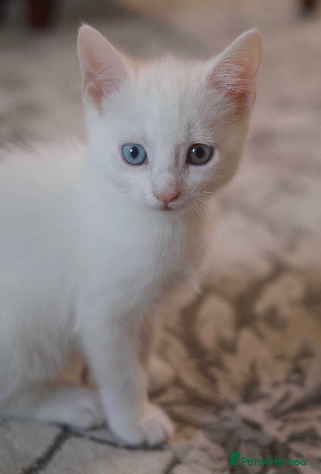 Mixed Breed cats for sale: Four Beautiful Kittens for sales  - Advert 1