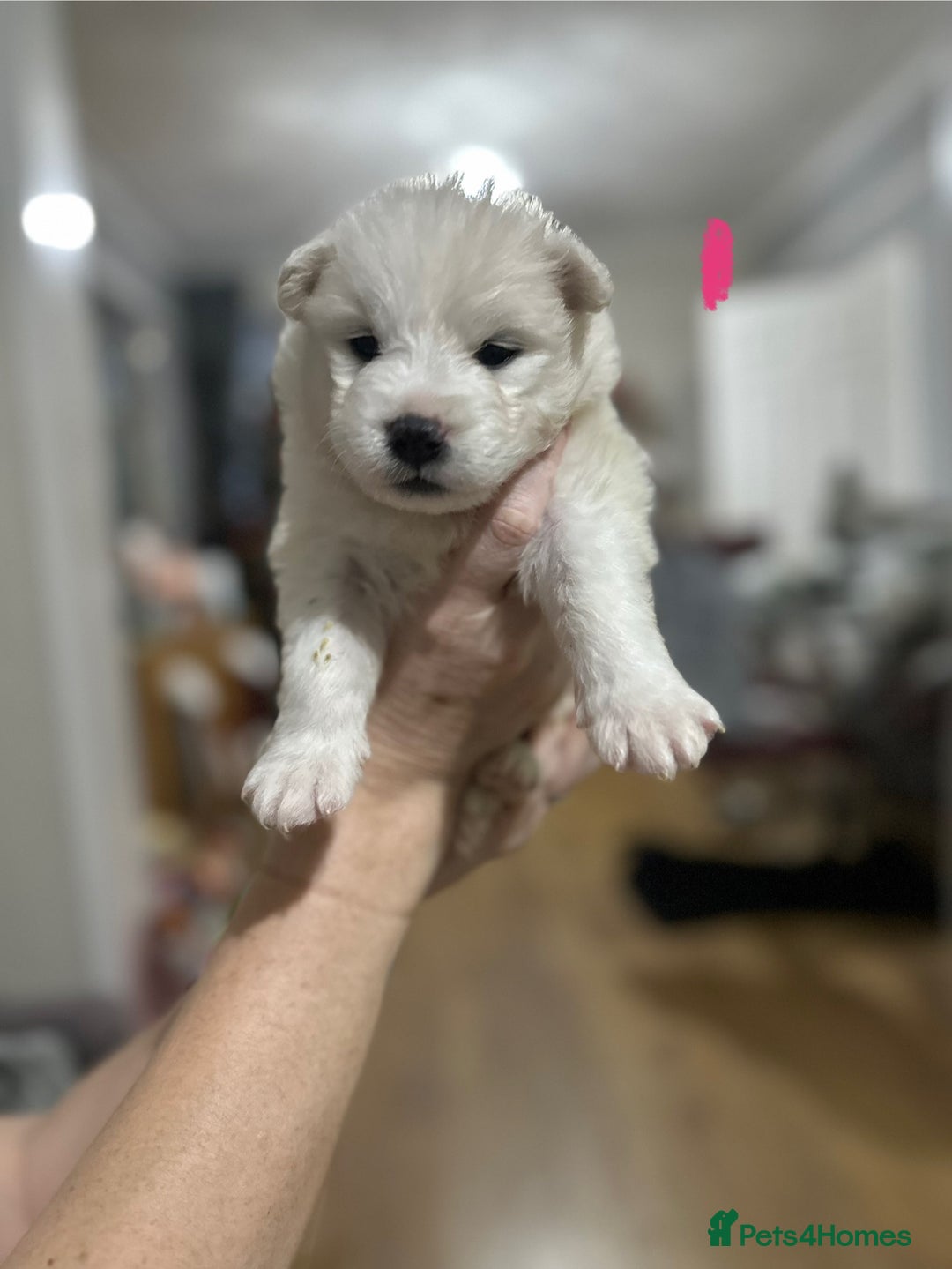 Samoyed dogs for sale: Adorable Samoyed Puppies for Sale!  - Advert 34