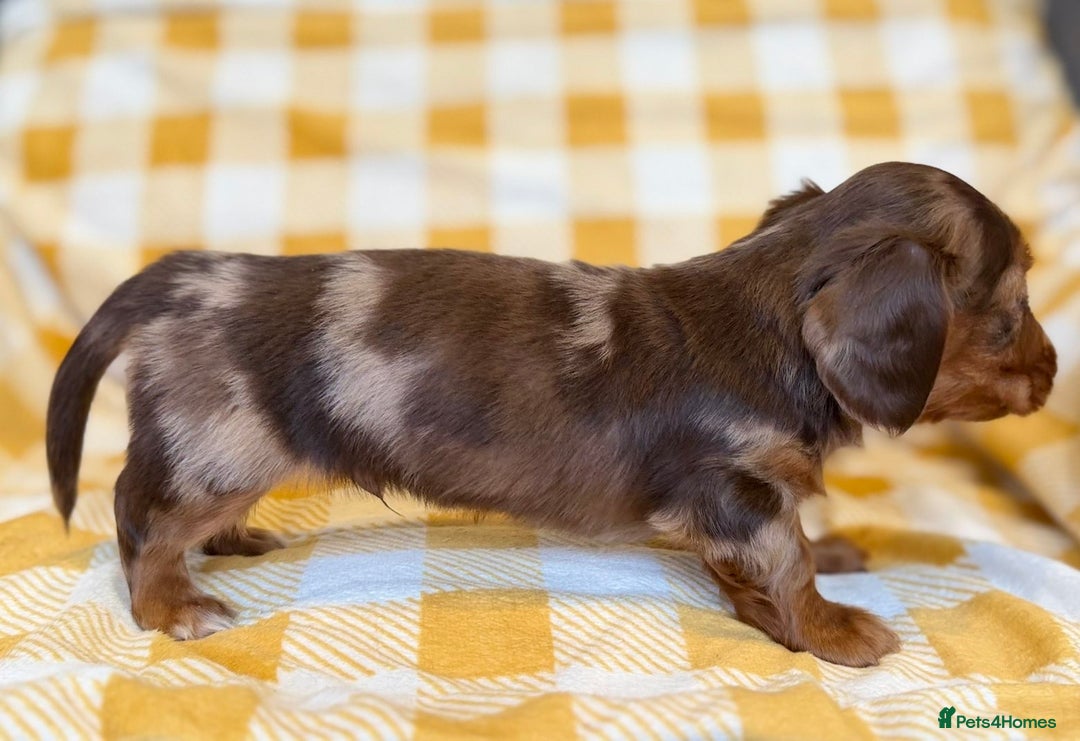 Miniature Dachshund dogs for sale: Long haired dachshund puppie - Advert 12