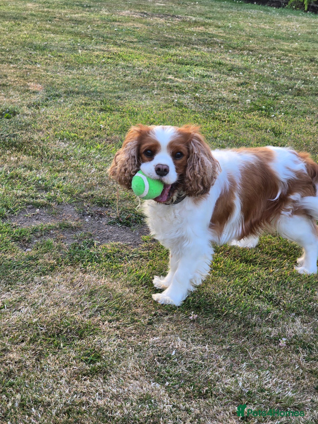 Cavalier King Charles Spaniel dogs for sale: ALL RESERVED in Shrewsbury - Image 15