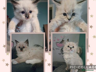 Ragdoll cats - Advert 6