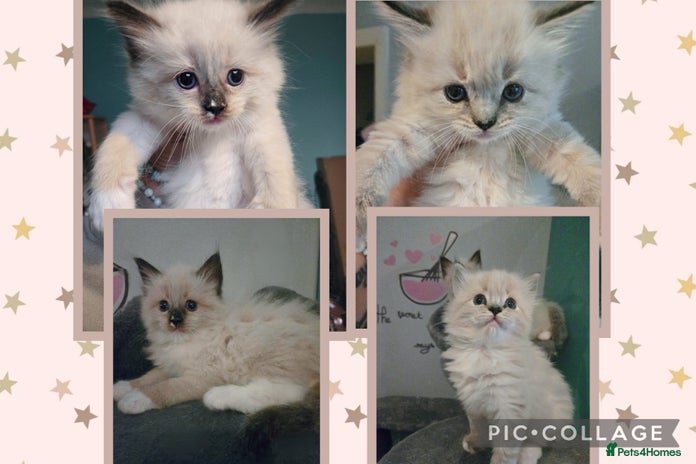 Ragdoll cats - Advert 14