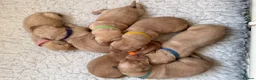 Labrador Retriever dogs for sale: K.C.Reg Superb Labrador Puppies - Advert 2