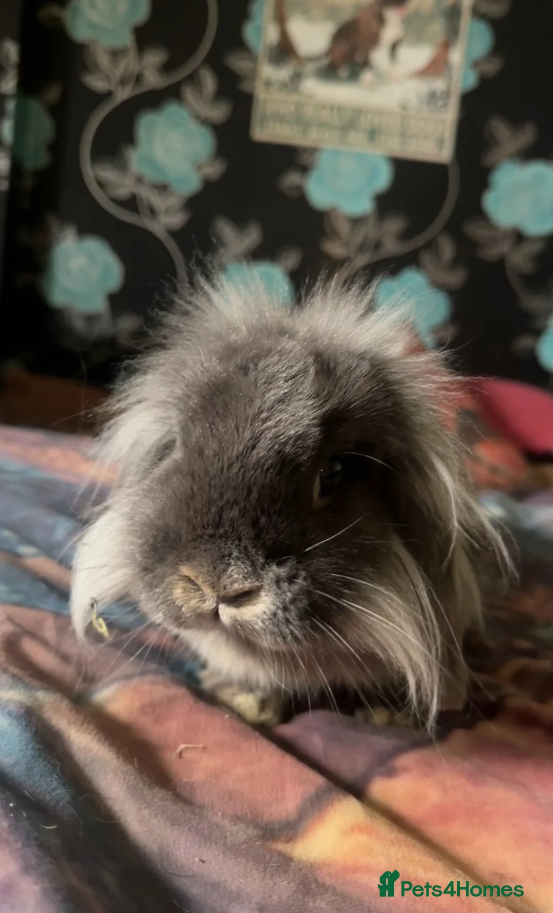 Mini Lion Lop rabbits for sale: Mini Lion Lop Buck in Consett - Advert 4