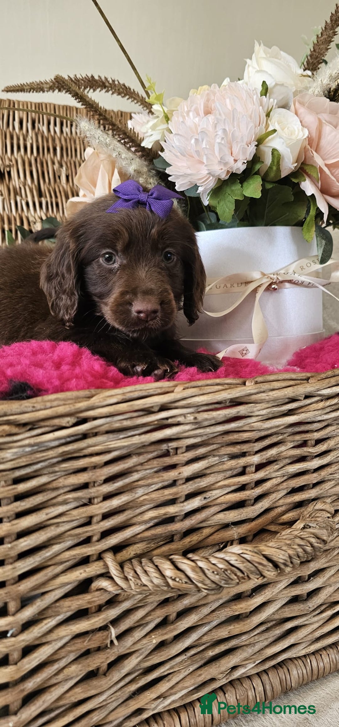 Cocker Spaniel dogs for sale: Ready this Thursday vet checked  - Image 5