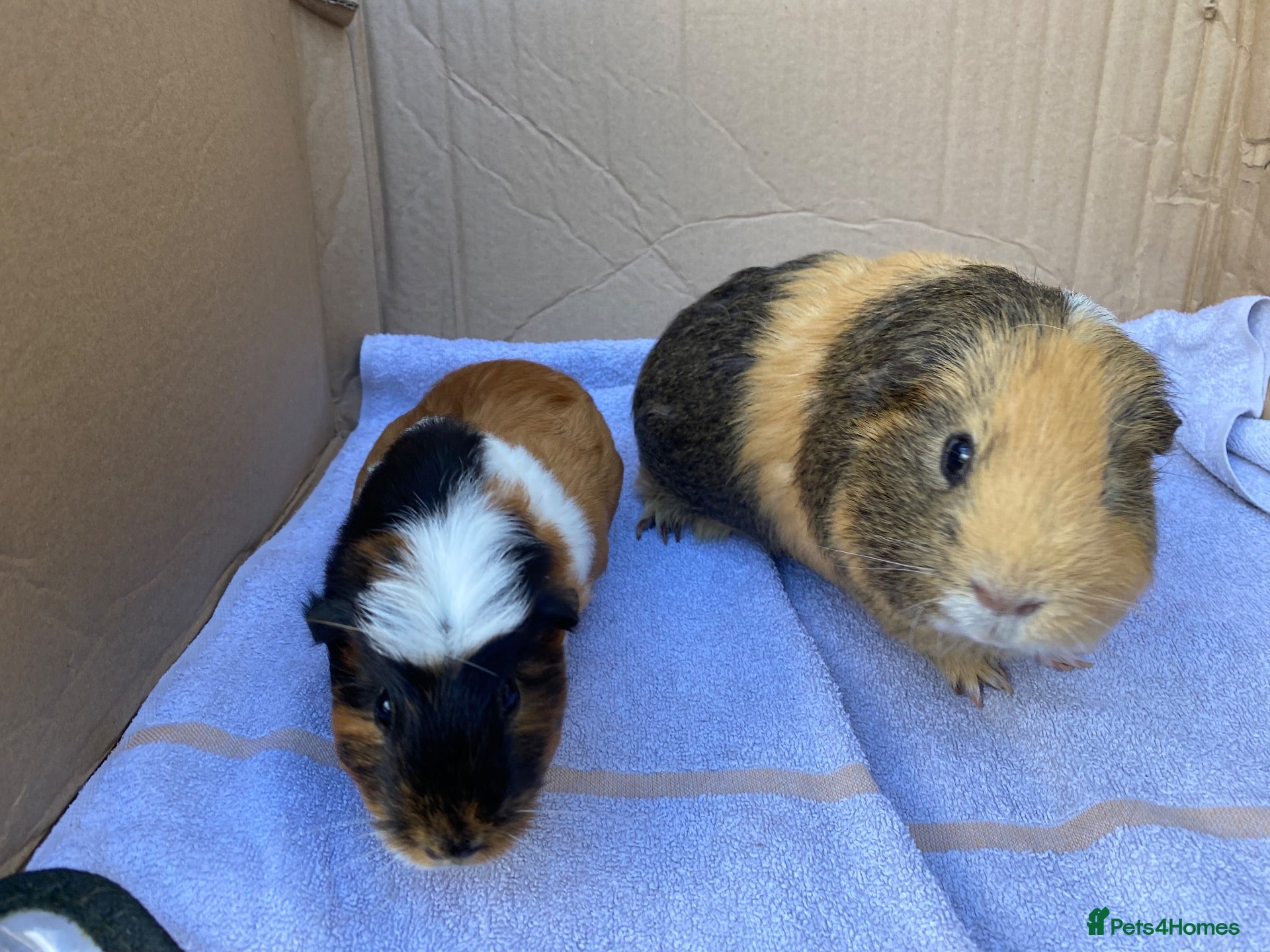 Guinea Pig rodents Guinea pigs  - Advert 2