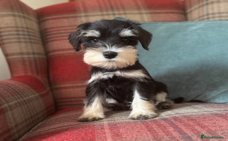 Miniature Schnauzer dogs - Advert 2