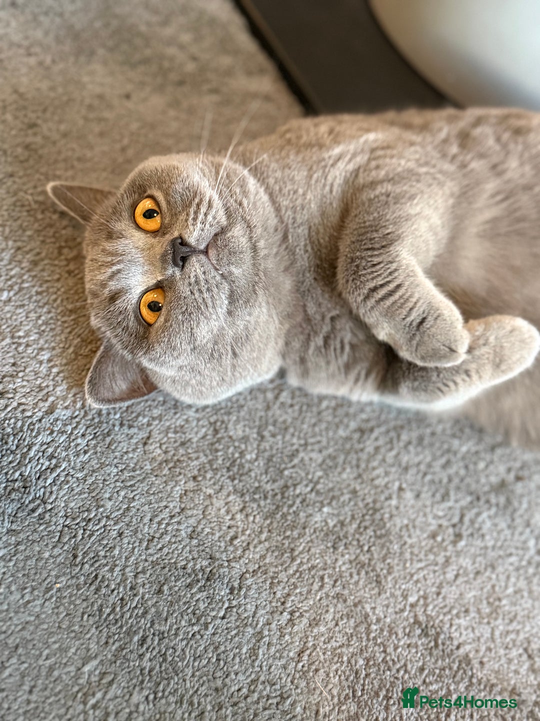 British Shorthair cats for sale: Champion Line British Shorthair Kittens - Image 34