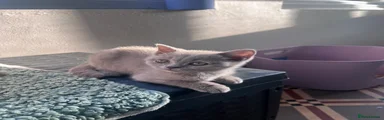 Dante 