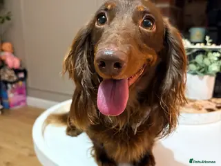 Dachshund dogs Long Haired Dachshund in Whitchurch - Advert 1