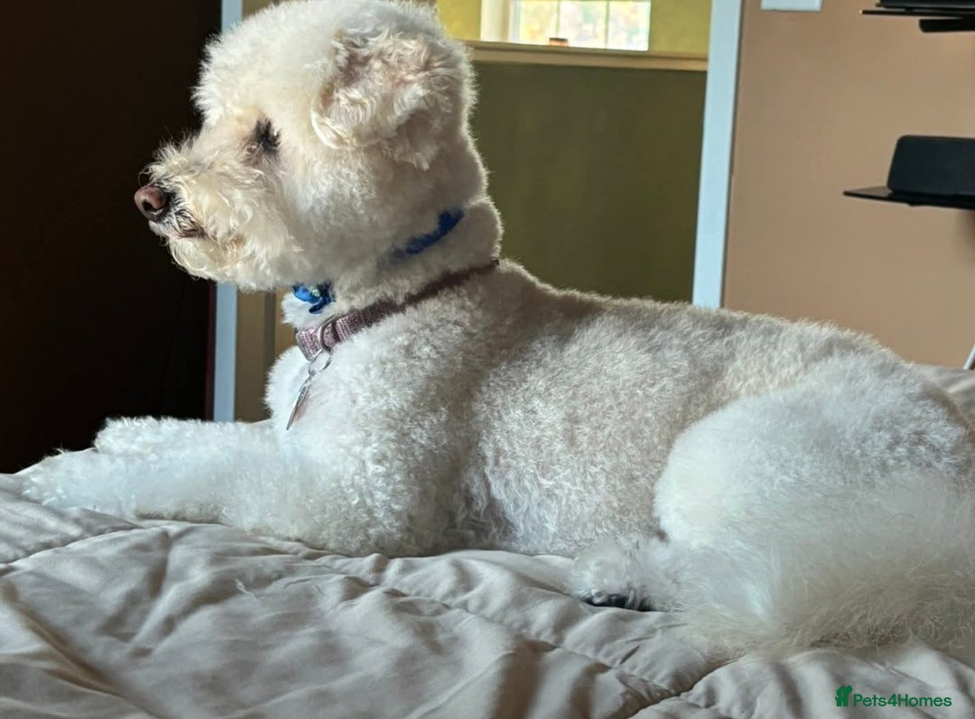 Cavachon dogs for sale: Cavachon puppy for sale - Image 4