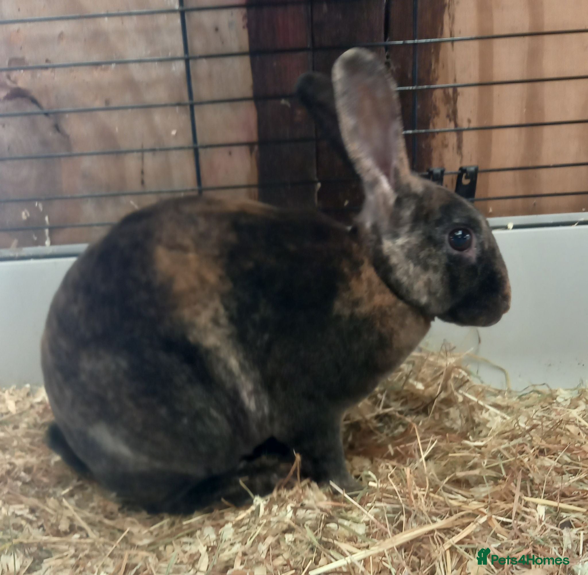 Rex rabbits Rex male rabbit for sale  - Advert 6