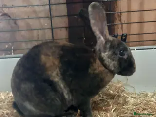 Rex rabbits Rex male rabbit for sale - Advert 6
