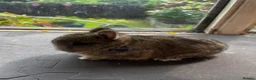 Netherland Dwarf rabbits for sale: Two agouti Netherland dwarf for sale - Advert 4