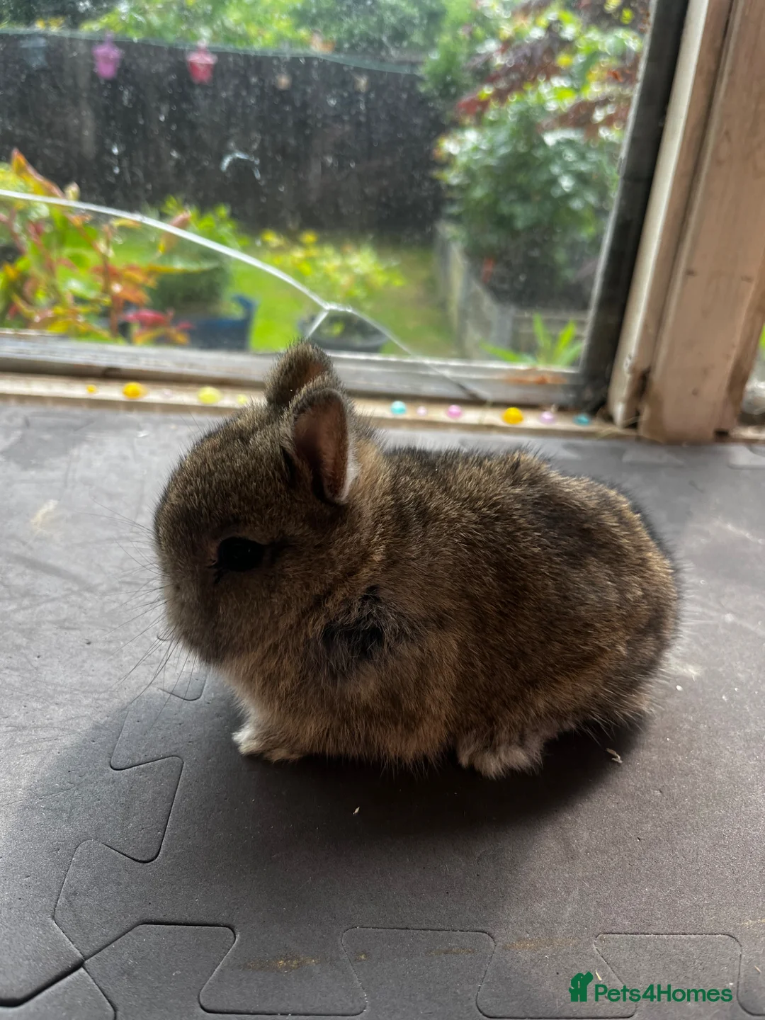 Netherland Dwarf rabbits for sale: Two agouti Netherland dwarf for sale - Advert 4