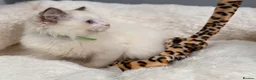 Ragdoll cats for sale: GCCF🥇PUREBRED REG RAGDOLL KITTENS AWARD WIN🥇 - Advert 34