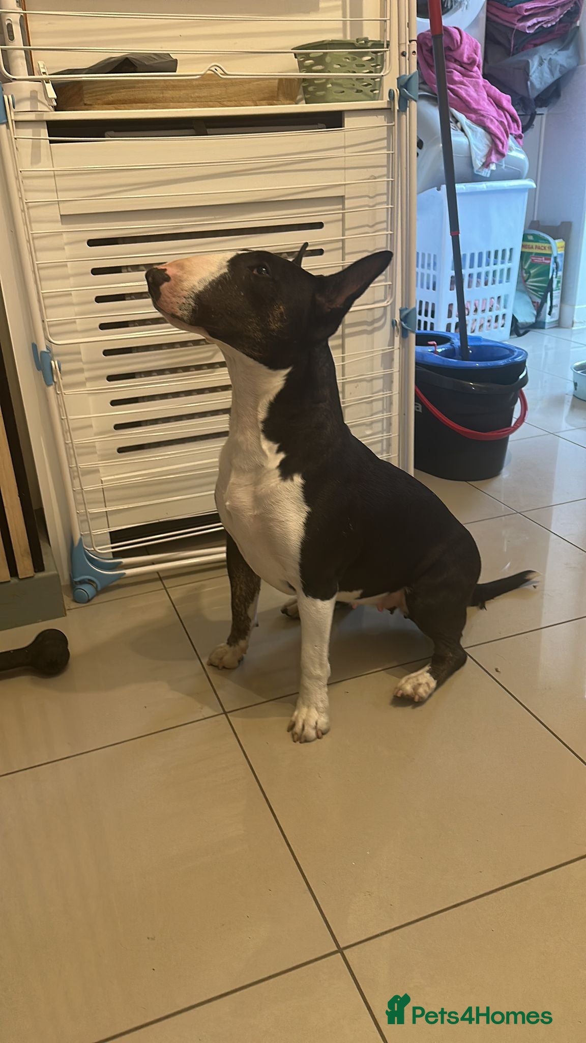 English Bull Terrier dogs 2 gorgeous English bull terriers - Advert 4