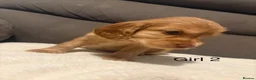Cocker Spaniel dogs for sale: Red & golden cocker spaniel puppies 🐶 ❤️ - Advert 12