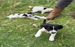 Mixed Breed dogs for sale: Beagle x Springer Spaniel - Image 3
