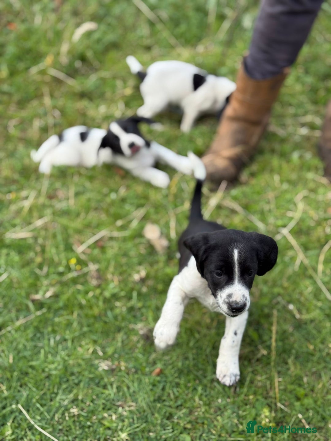Mixed Breed dogs for sale: Beagle x Springer Spaniel - Image 3